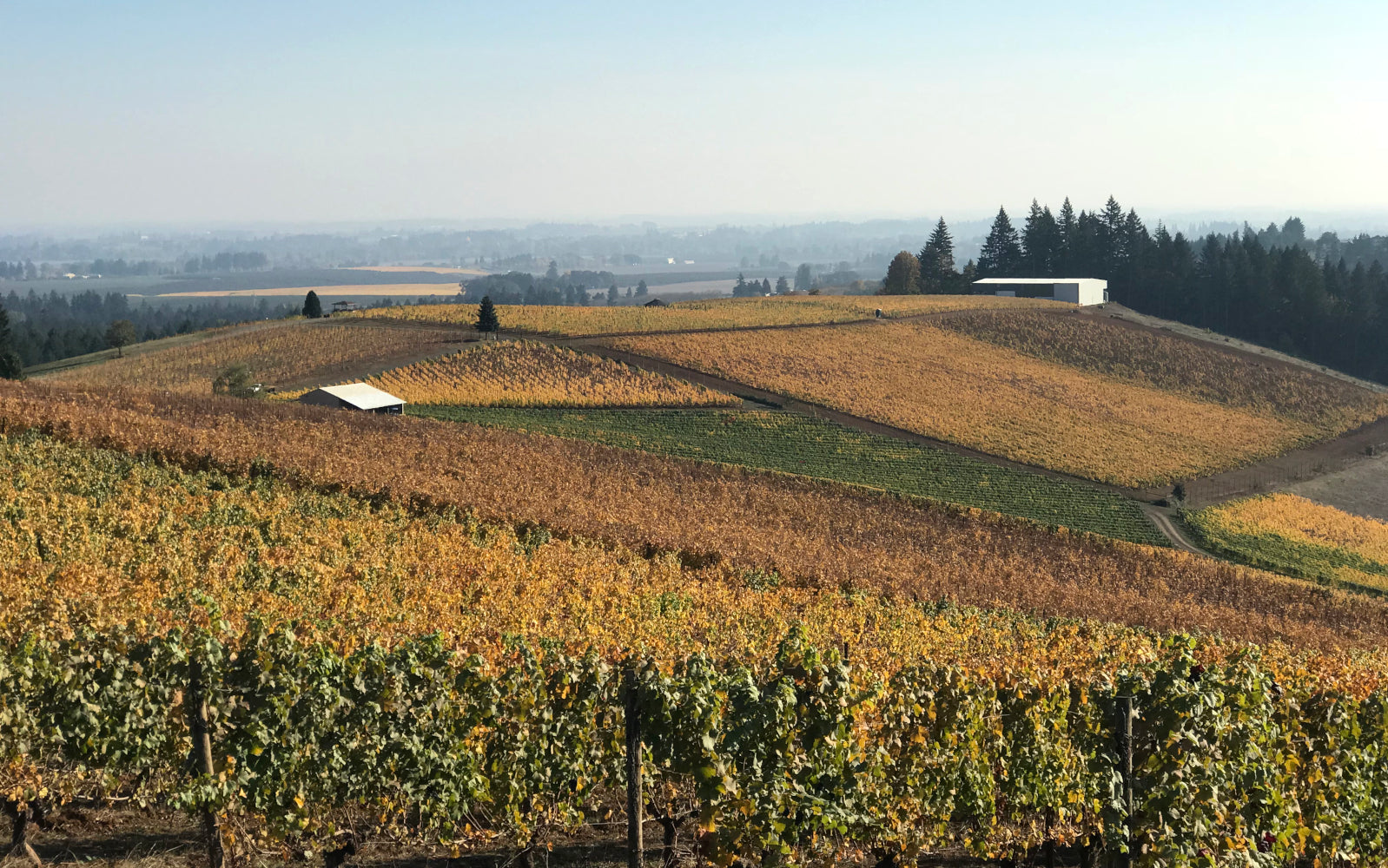 <b>Fall Color, Dundee Style</b>