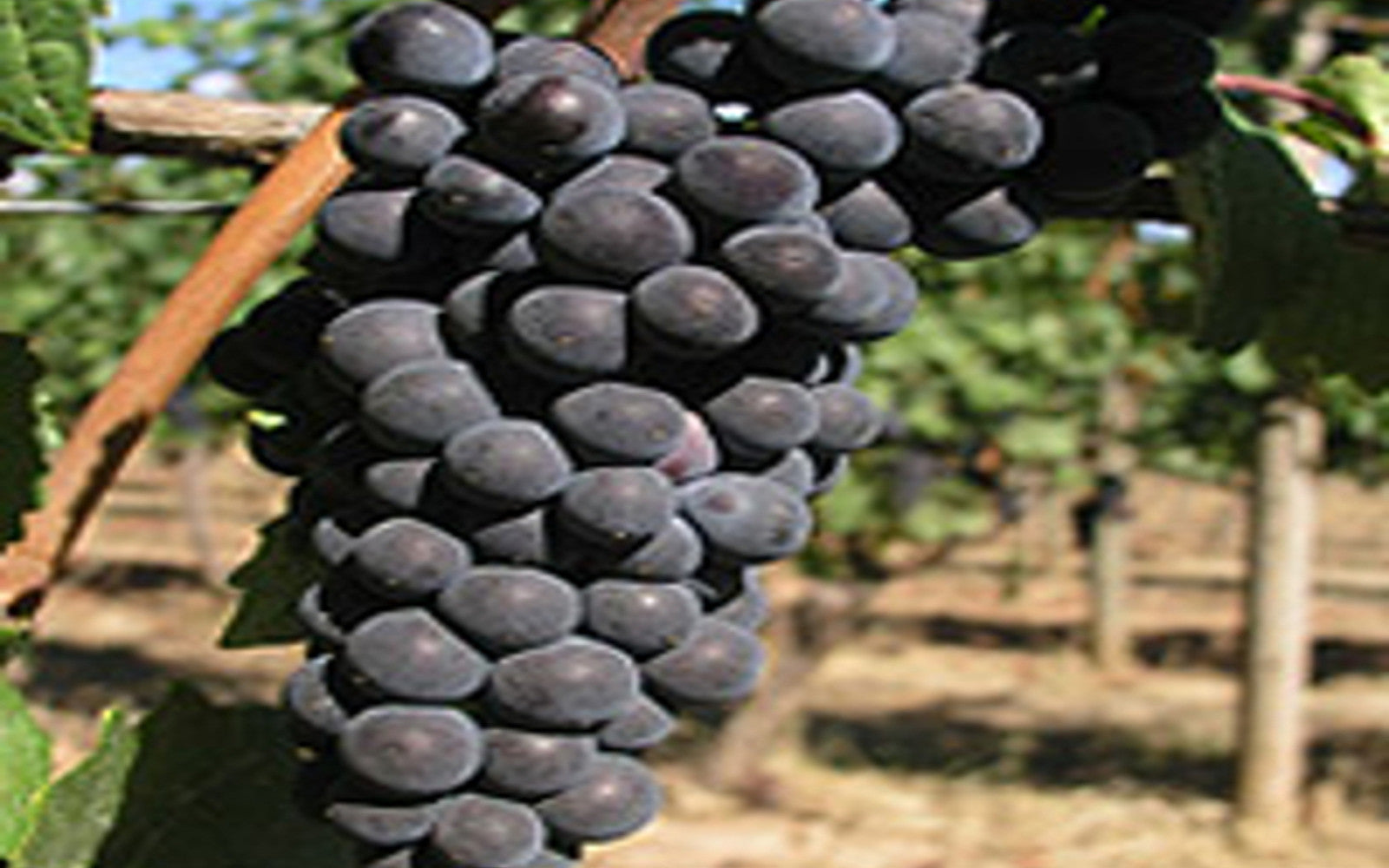 <b>What’s so special about Pinot noir grapes?</b>